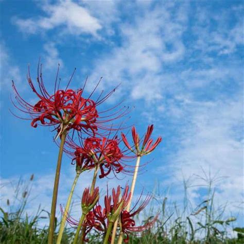 彼岸花 不吉|彼岸花は不吉な花？その由来や特徴とは？ 